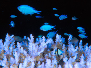 Fish coral reef bioluminescence night - domirinic fegallia free wallpaper