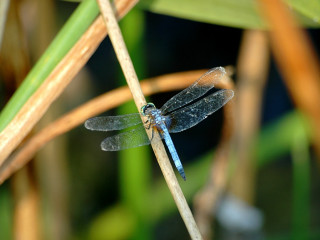 Blue dragonfly plant stem blurry - a plant stem free wallpaper