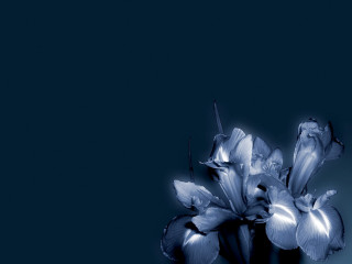 Blue flower vase table blue - bloom free wallpaper for desktop