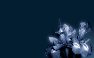 Blue flower vase table black 5 - a blue background behind free wallpaper for desktop
