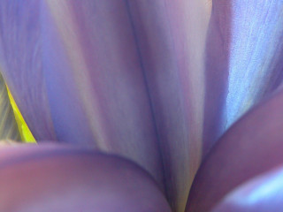 Flower macro blurry depth scatting - edward weston free wallpaper