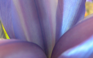 Purple flower closeup blurry background 10 - edward weston free wallpaper