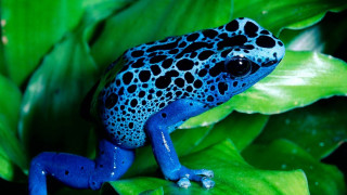 Blue black frog green plant 2 - frog free wallpaper