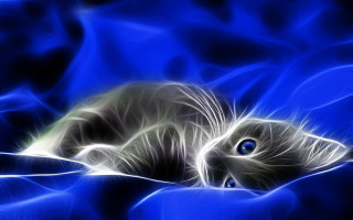Cat laying blue blanket black - a blue blanket free wallpaper