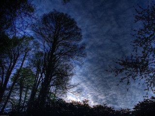 Blue sky clouds trees foreground 12 - cloud and trees free wallpaper for desktop