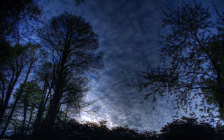 Blue sky clouds trees foreground 14 - wide angle len free wallpaper