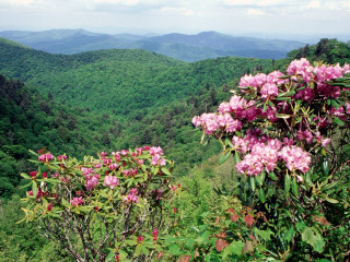 Valley mountains flowers foreground scenery - nature free wallpaper