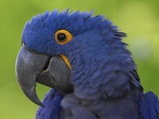 Blue parrot yellow beak green 3 - duccio free wallpaper for desktop