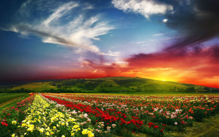 Flower field sunset horizon mountain - arthur quartley free wallpaper for desktop