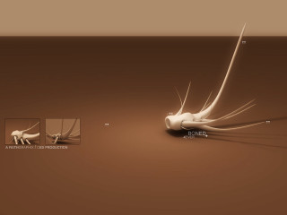 Cat tail bones background smaller - simple free wallpaper for desktop