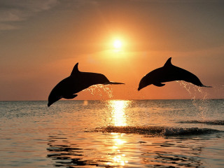 Dolphins jumping water sunset sunrise 2 - the sun shining behind them free wallpaper