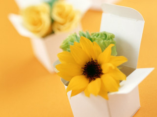 Yellow flower white box table - a yellow flower free wallpaper