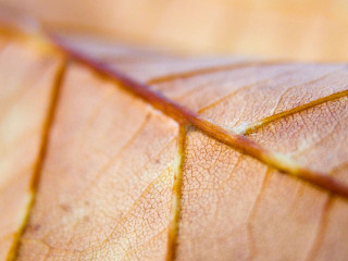 Close up leaf yellow line 2 - a yellow line free wallpaper