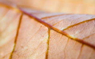 Leaf thin line end macro - a close up of a leaf free wallpaper
