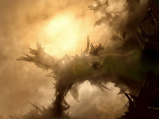 Tree branches fog sunlight behind - darek zabrocki free wallpaper for desktop