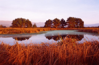 Pond tall grass trees blue 2 - a pond free wallpaper