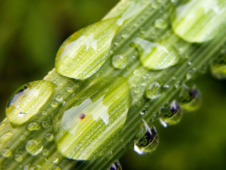 Green plant water drops macro - art green free wallpaper