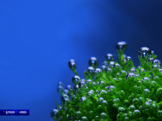 Water droplets plant macro blue - a close up of a plant free wallpaper for desktop