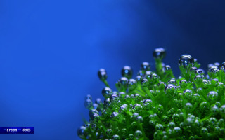 Water droplets moss nature blue - a close up of a plant free wallpaper for desktop