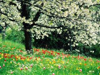 Flower garden christmas nature forest - a field of flowers and trees free wallpaper