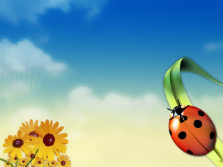 Ladybug flower sunflower blue sky - a sunflower free wallpaper