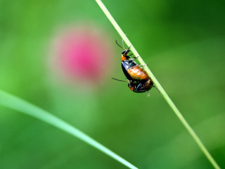 Bug leaf pink flower blurry - free nature wallpaper