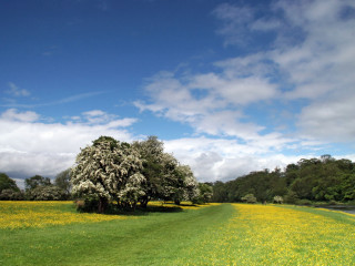 Field tree yellow flowers blue 4 - david ramsay hay free wallpaper