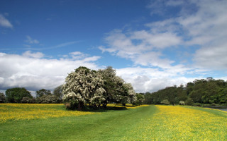 Tree field yellow flowers background - yellow flower and trees free wallpaper