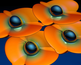 Orange flowers black centers blue 3 - orange flower free wallpaper