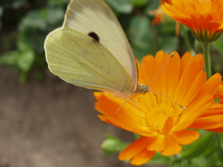 Butterfly sitting flower garden orange 2 - orange flower free wallpaper