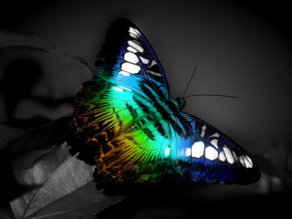 Colorful butterfly leaf dark sky - top of a leaf free wallpaper
