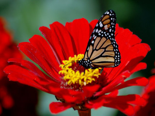 Butterfly red flower yellow stamens - petal free wallpaper for desktop