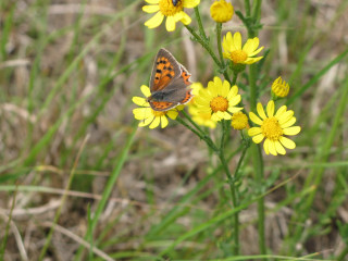Butterfly yellow flower grass background 2 - a few yellow flower free wallpaper