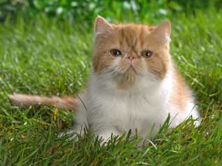 Cat sitting grass sad look 3 - grass free wallpaper