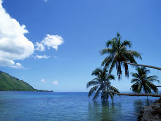 Palm tree water mountain blue - leaning free wallpaper for desktop