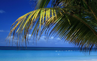 Palm tree beach blue sky 16 - a blue sky and ocean in the background free wallpaper for desktop
