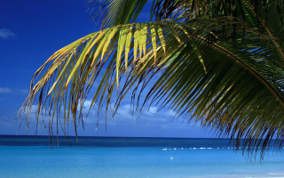 Palm tree beach blue sky 18 - a blue sky and ocean in the background free wallpaper for desktop