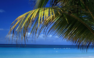 Palm tree beach blue sky 20 - a blue sky and ocean in the background free wallpaper for desktop