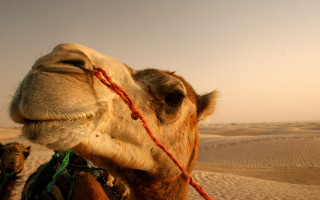 Camel rope desert sand dunes 3 - a camel free wallpaper