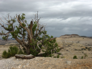 Tree rock desert cloudy sky 2 - frances jetter free wallpaper