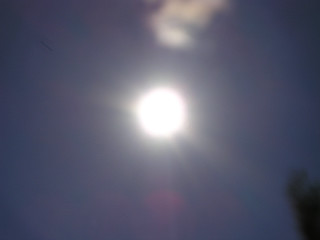 Sun bright tree bird flying - daarken free wallpaper