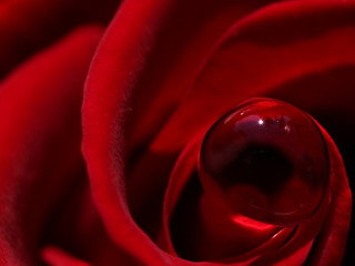 Red rose water drop black 3 - center free wallpaper for desktop