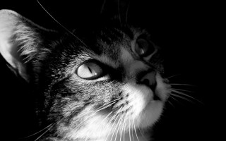 Cat looking up black white 2 - aloysius okelly free wallpaper