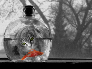 Cat fish glassbowl tree surrealism - fiona stephenson free wallpaper for desktop