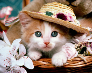Kitten hat basket flowers teddy 3 - beatrix potter free wallpaper