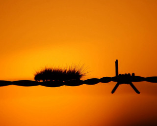 Barbed wire fence plant sunset 2 - wire fence free wallpaper