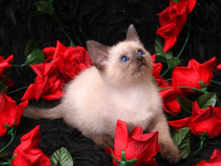 Cat sitting red flowers blue - red flower free wallpaper for desktop