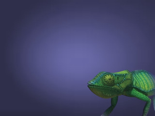 Green chameleon purple background blue - a purple background behind free wallpaper