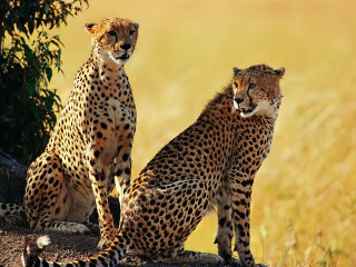 Cheetahs sitting rock grass nature - the other looking free wallpaper for desktop
