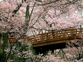 Wooden bridge stream pink flowers - ecological art free wallpaper